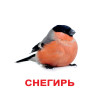 Подарочный набор карточек Домана Вундеркинд с пелёнок Выпуск 1 "Мир животных" (рус) ламинация (93511)