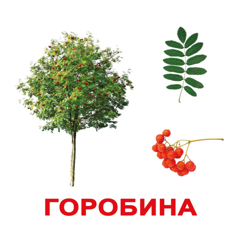 Карточки Домана Вундеркинд с пелёнок "Деревья" ламинированные на украинском (94415)
