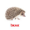 Карточки Домана Вундеркинд с пелёнок "Дикие животные" на украинском (95207)