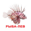 Картки Домана Вундеркінд з пелюшок Мешканці води російською (56819)