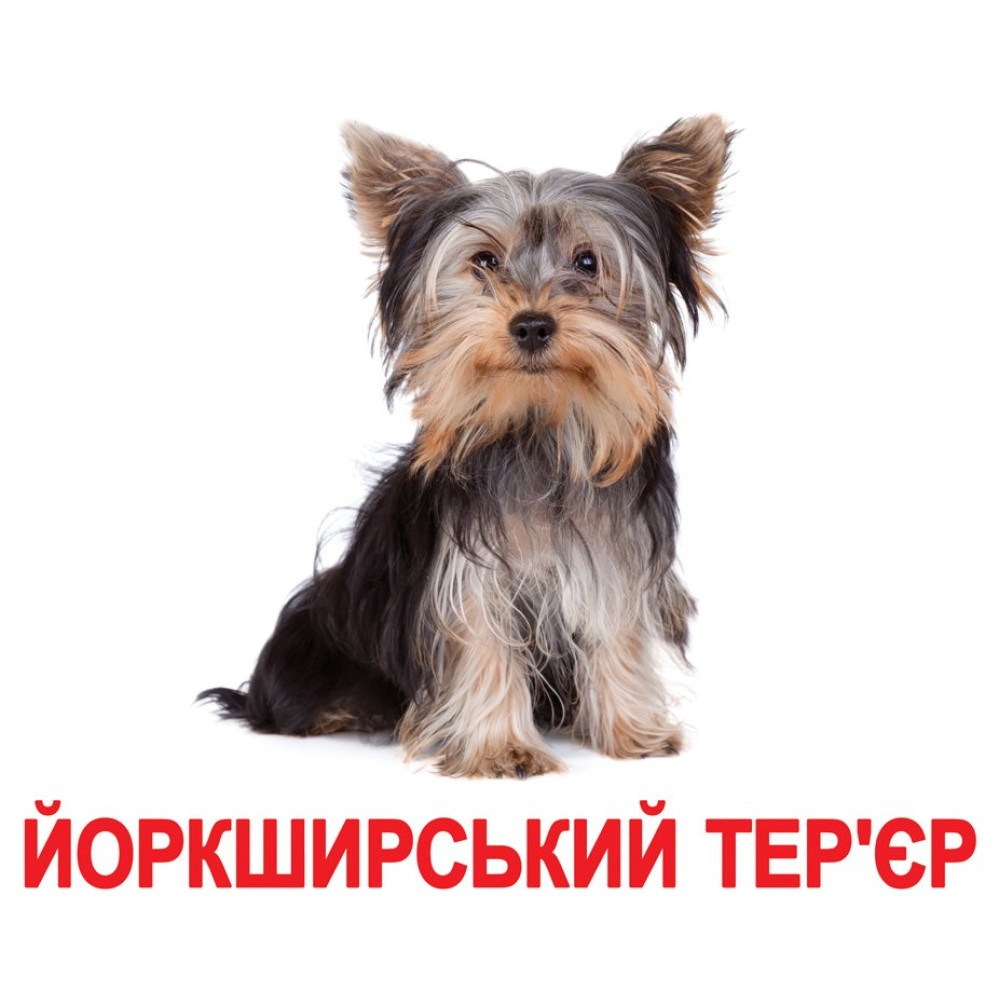 Картки Домана Вундеркінд з пелюшок Породи собак українською ламіновані (88514)